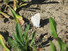 Plebejus melissa melissa