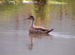 Lophonetta specularioides