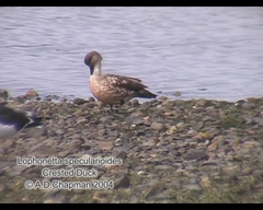 Lophonetta specularioides