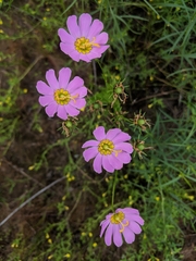 Sabatia kennedyana