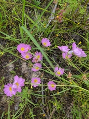 Sabatia kennedyana