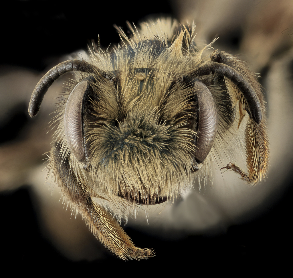 Wedgy-lipped Miner Bee