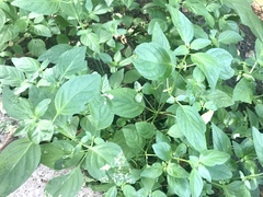 Dicliptera brachiata