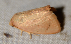 Tortricidia pallida