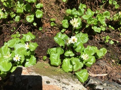 Caltha biflora