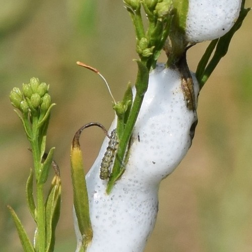 Lepidoptera photographed on goldenrod