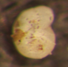 Elphidium excavatum