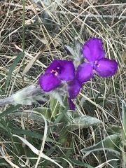 Tradescantia crassifolia