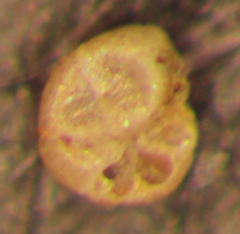 Entzia macrescens