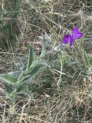 Tradescantia crassifolia
