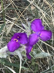 Tradescantia crassifolia