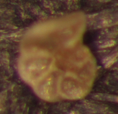 Entzia macrescens