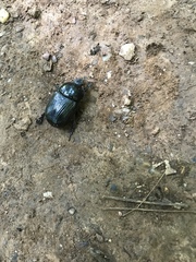 Geotrupes splendidus