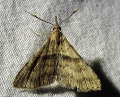 Renia rigida