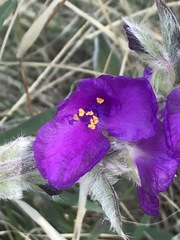 Tradescantia crassifolia