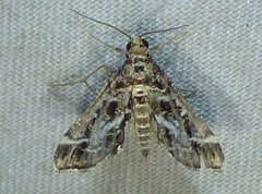 Diasemiopsis leodocusalis