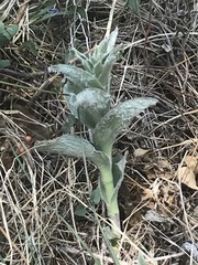 Tradescantia crassifolia