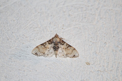 Azochis rufidiscalis