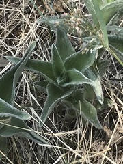 Tradescantia crassifolia