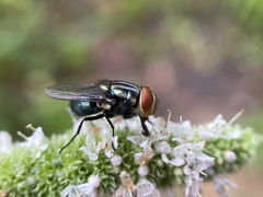 Cochliomyia