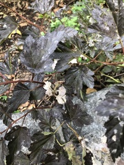 Podosphaera physocarpi