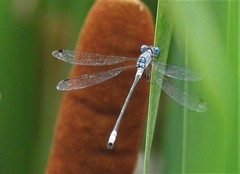 Lestes forcipatus