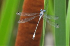 Lestes forcipatus