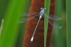 Lestes forcipatus