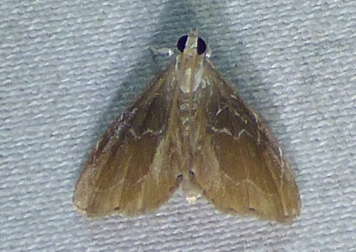 Glaphyria peremptalis photo 2