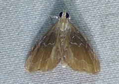 Glaphyria peremptalis