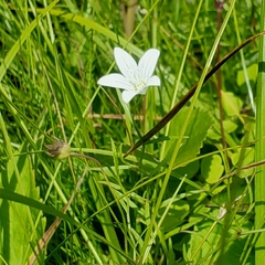 Campanula aparinoides