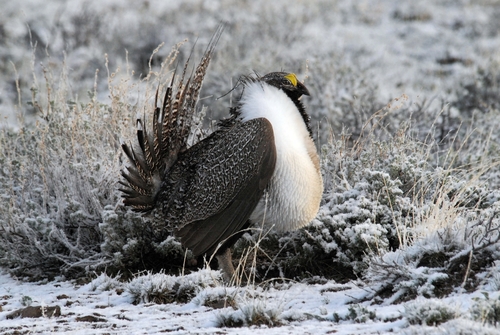 Greater Sage-Grouse