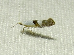 Argyresthia inscriptella