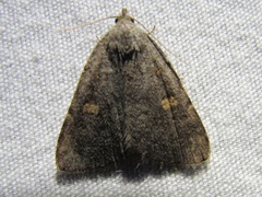 Idia diminuendis