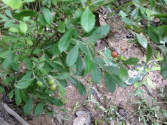 Vaccinium tenellum