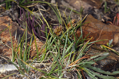 Carex incurviformis