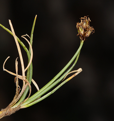 Carex incurviformis