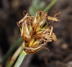 Carex incurviformis