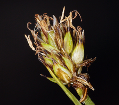 Carex incurviformis