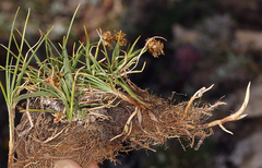 Carex incurviformis