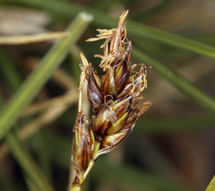 Carex incurviformis
