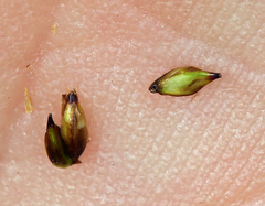 Carex incurviformis