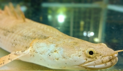 Senegal Bichir