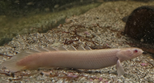 Senegal Bichir