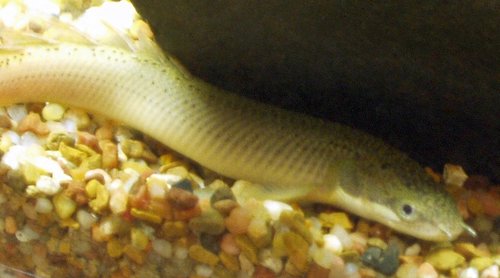 Senegal Bichir
