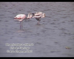 Phoenicopterus chilensis