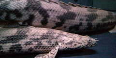 Saddled Bichir photo 4