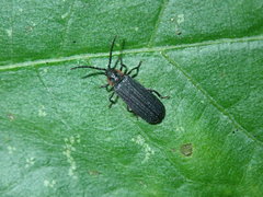 Eropterus