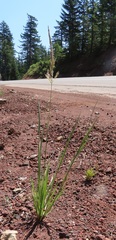 Agrostis exarata