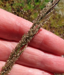 Agrostis exarata